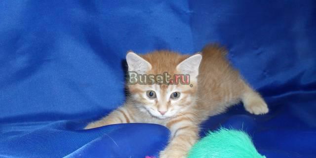 Котята курильского бобтейла Москва