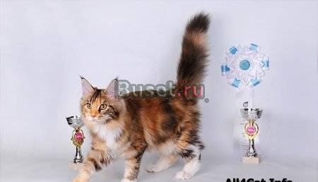 Котята Мейн Кун Москва