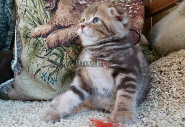 Скоттиш-фолд Ставрополь