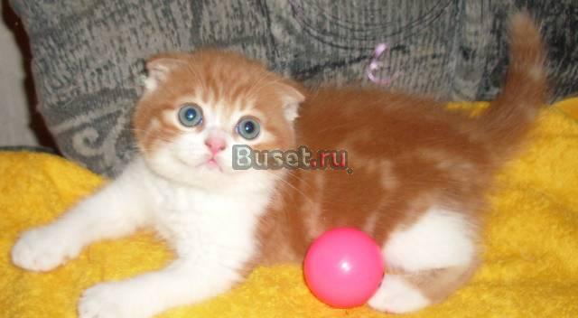 Красные мраморные вислоухие котики Москва