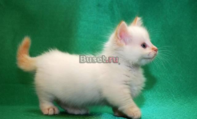 Котята манчкины Москва