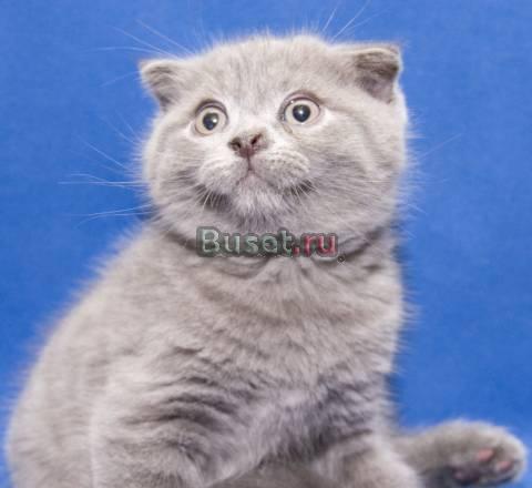 Шотландский голубой вислоухий котик Москва