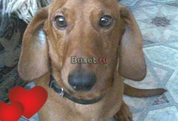 Отдам в хорошие руки Таксу Челябинск