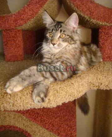 Кошка мейн кун Краснодар