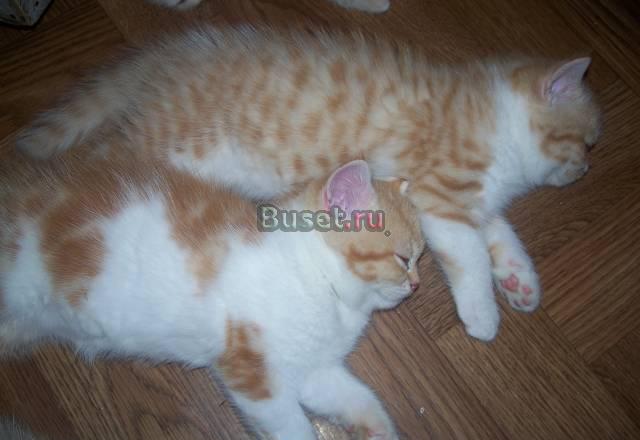 Котята-метисы(от1000р. до 2000р.) Санкт-Петербург