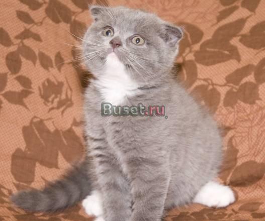 Шотландская вислоухая плюшевая кошечка Москва