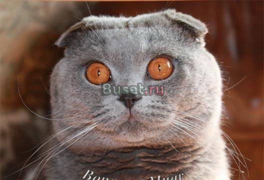 Вязка Шикарный вислоухий кот приглашает кошечек Москва
