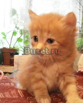 Котята в дар.Очаровашки ищут дом и любовь Москва