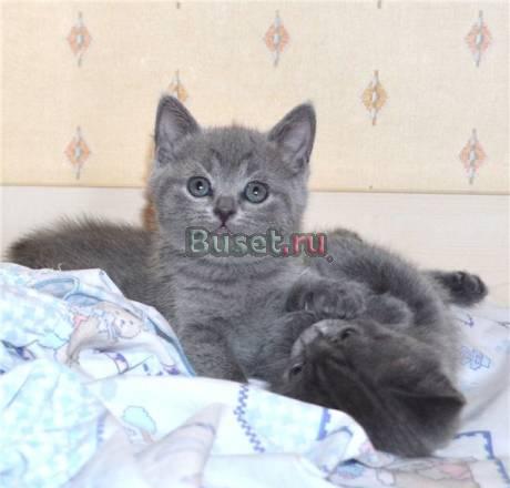 Британские голубые котята от чемпионов Москва