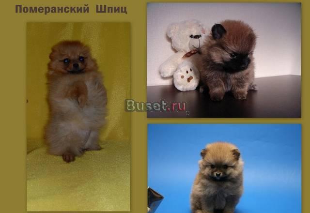 Померанский шпиц элитные щенки Москва
