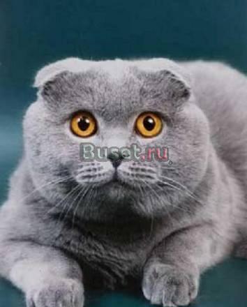 Шотландский вислоухий кот приглашает на вязку Москва