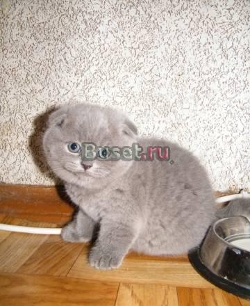 Вислоухий котик Москва