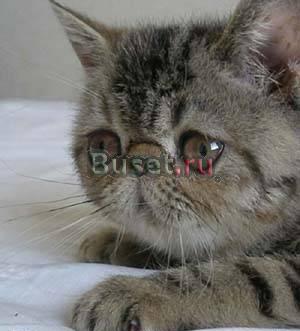 Котята - плюшевые экзоты Москва