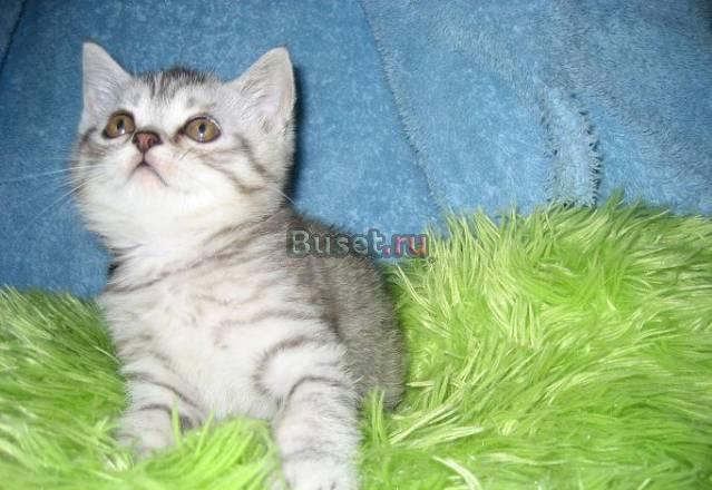 Британские клубные котята  г. Ивантеевка Москва