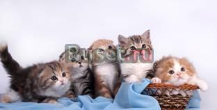 Шотландские вислоухие котята Москва