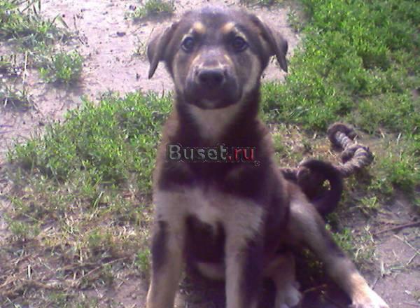 Русская европейская лайка Волгоград