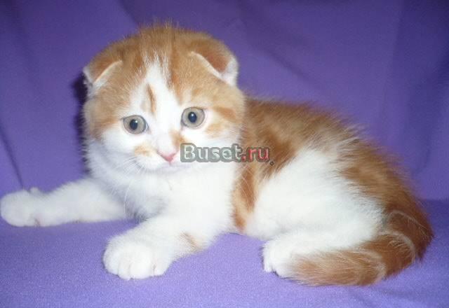 Вислоухий мраморный котик 1.5мес Москва