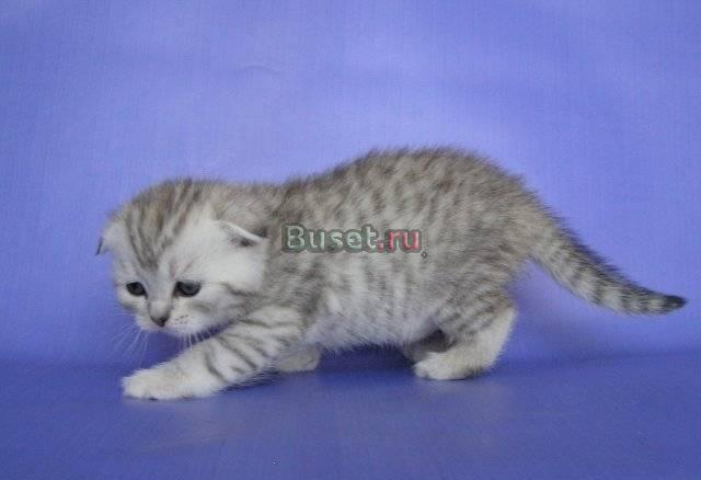 Элитные шотландские котята редких окрасов Москва