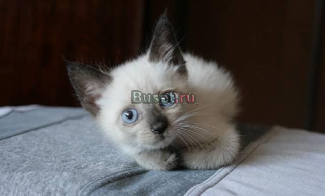 Котенок в дар Москва