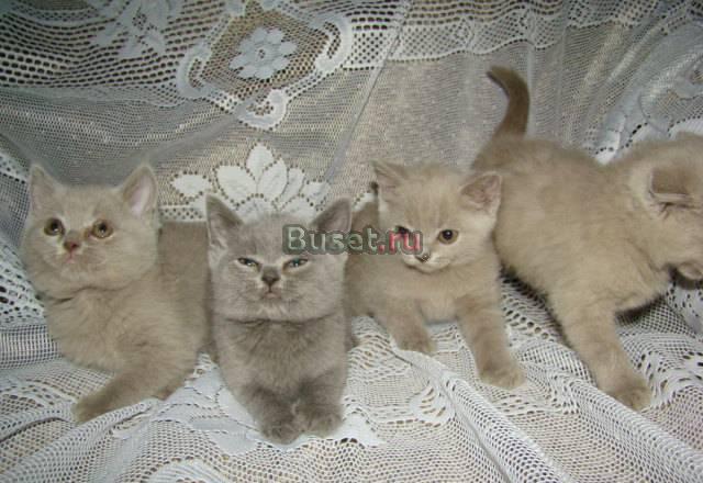 Шотландские котята  фолд и страйт Москва
