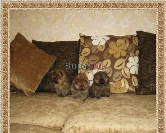 Померанчики девочки и мальчики Челябинск