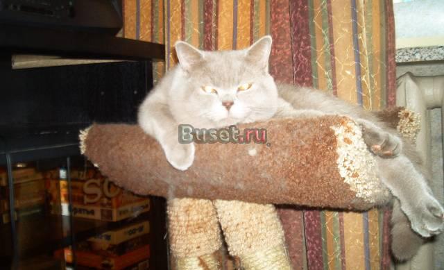 Британские котята привиты с документами Санкт-Петербург