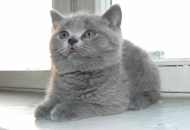 Котята Москва