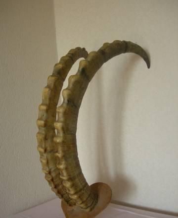 Рога козерога Москва