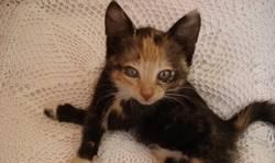 Котенка в добрые руки, девочка, 1,5 месяца, даром Москва