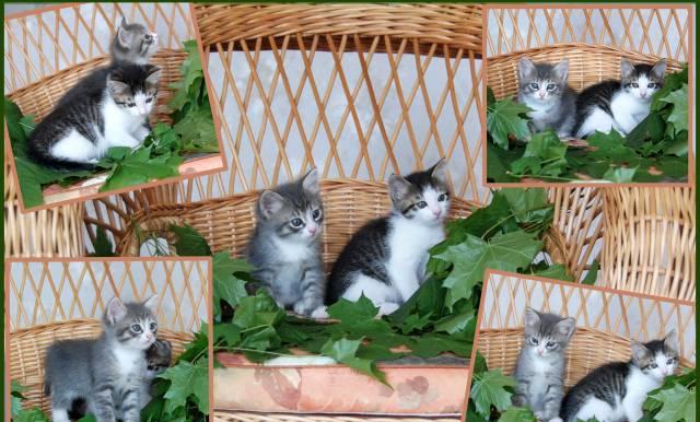 Симпатичные кш котята-котики в добрые руки Москва