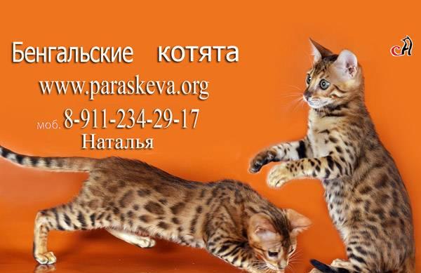 Бенгальские котята Санкт-Петербург