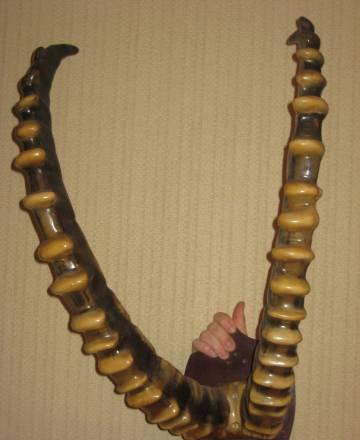 Рога Санкт-Петербург