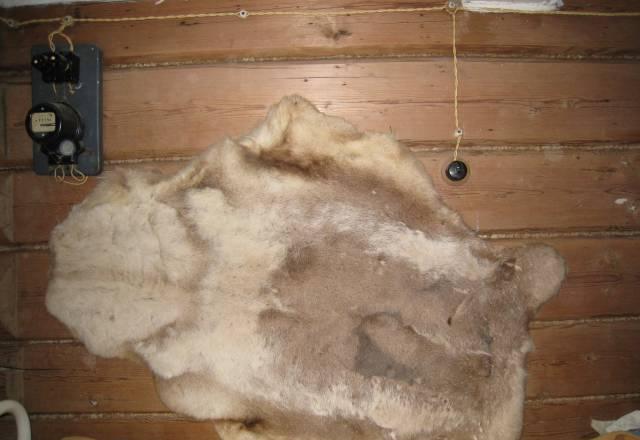 Шкура оленя Москва