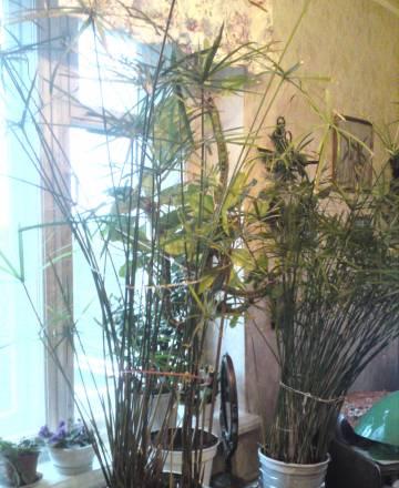 Пальмы. Цветы Москва