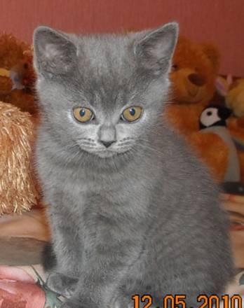 Британская кошечка Липецк