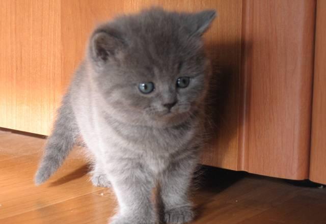 Британский котик шоу класса Москва
