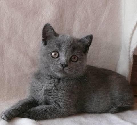 Шотландская короткошёрстная голубая кошечка Санкт-Петербург