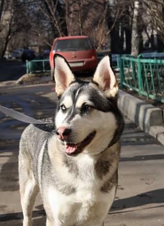 Сибирская хаски в дар Москва