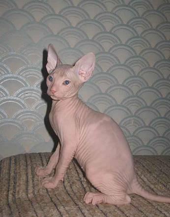 Котёнок донской сфинкс, 2.5 мес Санкт-Петербург