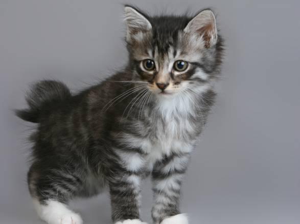 Шикарные котята курильского бобтейла Санкт-Петербург