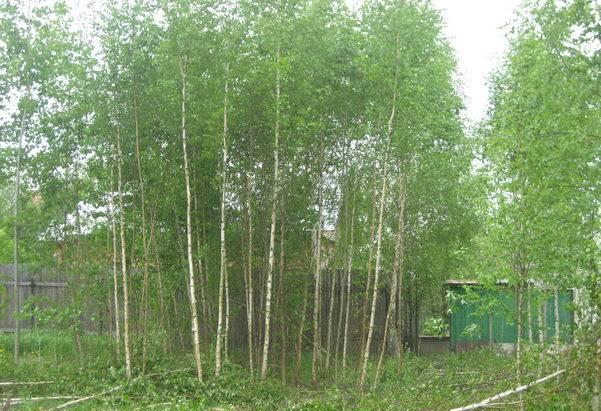 Земельный участок по Калужскому шоссе Ватутинки