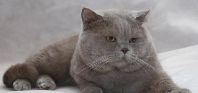 Скоттиш страйт вязка Москва