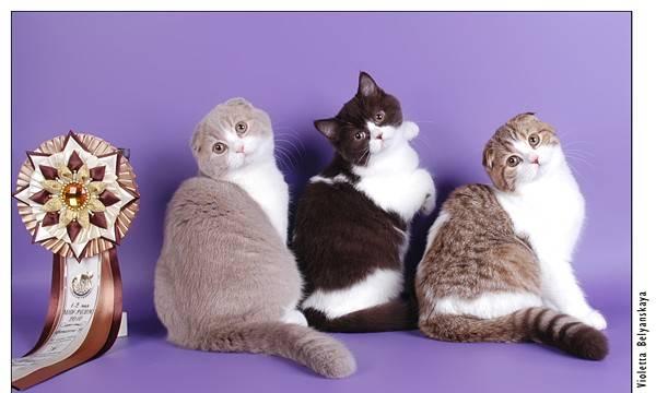 Котята скоттиш-фолд и скоттиш-страйт Москва
