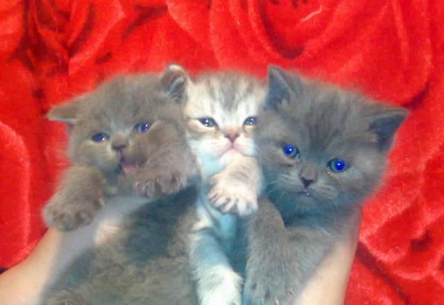 Котята бриташки2 мес голубые и лиловые Санкт-Петербург