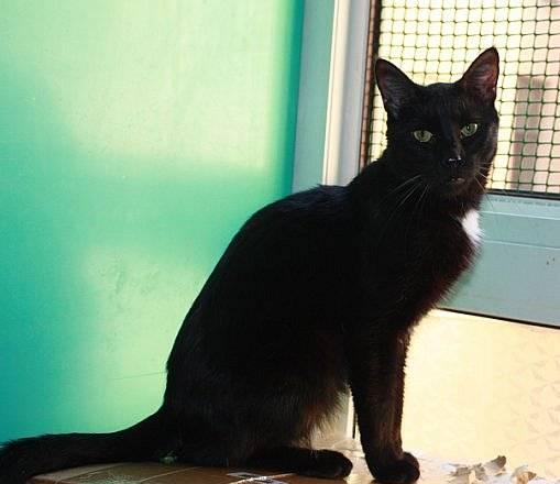 Молоденький игривый котик Гоша Санкт-Петербург