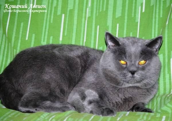 Британский кот, окрас голубой, вязка Москва