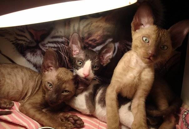 Клубные корниш рексыкотятамяу Санкт-Петербург