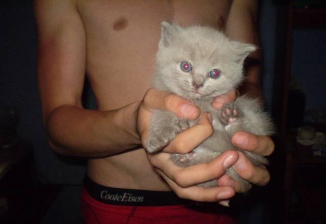 Книга   85 лет  цска Москва