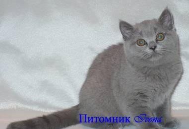 Продается голубая британская кошечка Москва