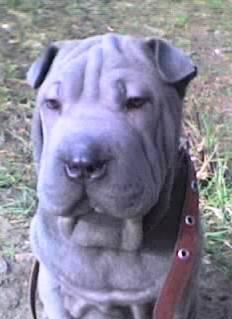 Щенок шарпея голубая девочка Краснодар